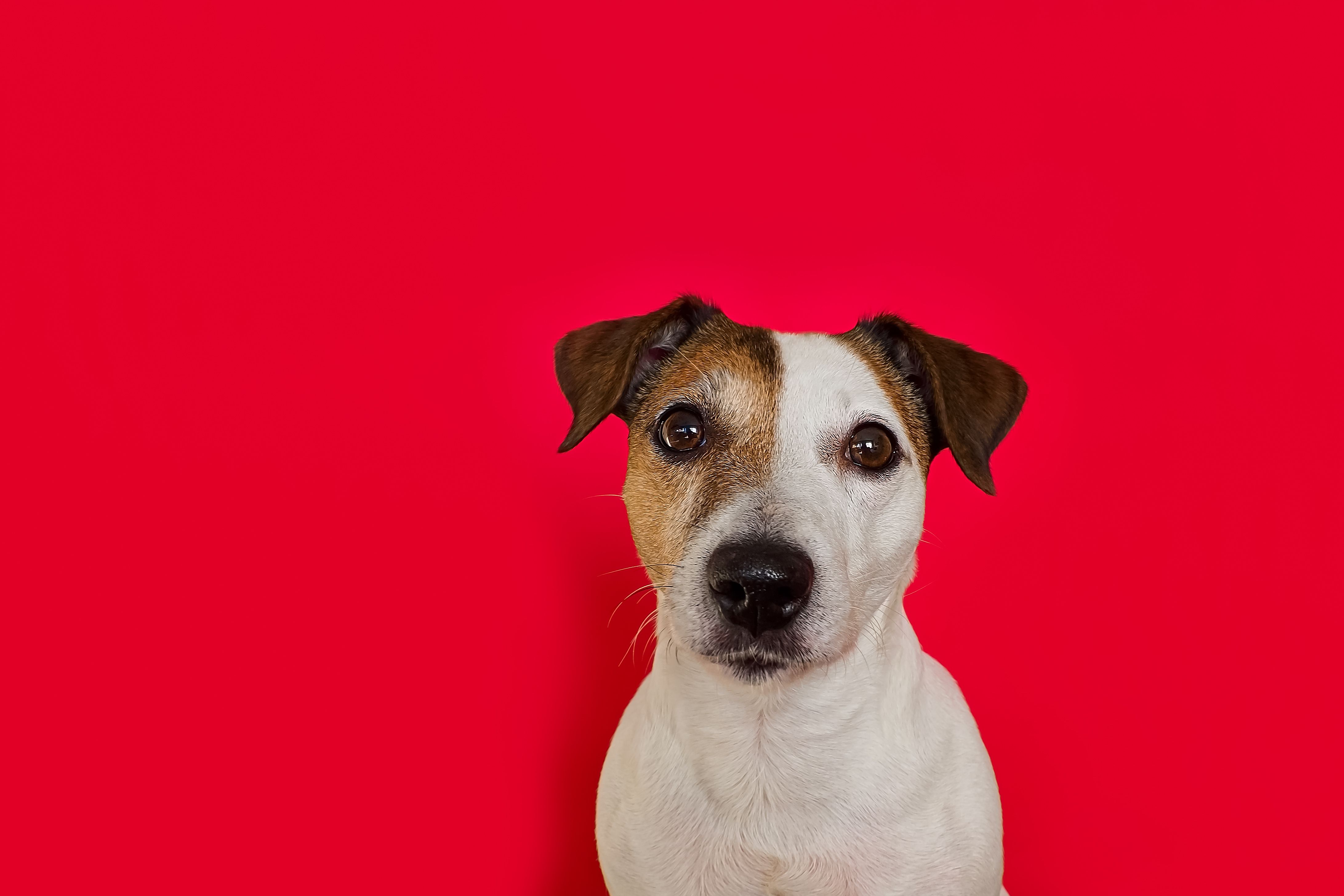Cirurgia