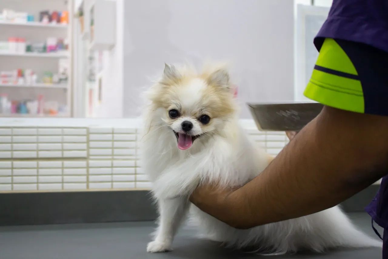 Farmácia Veterinária