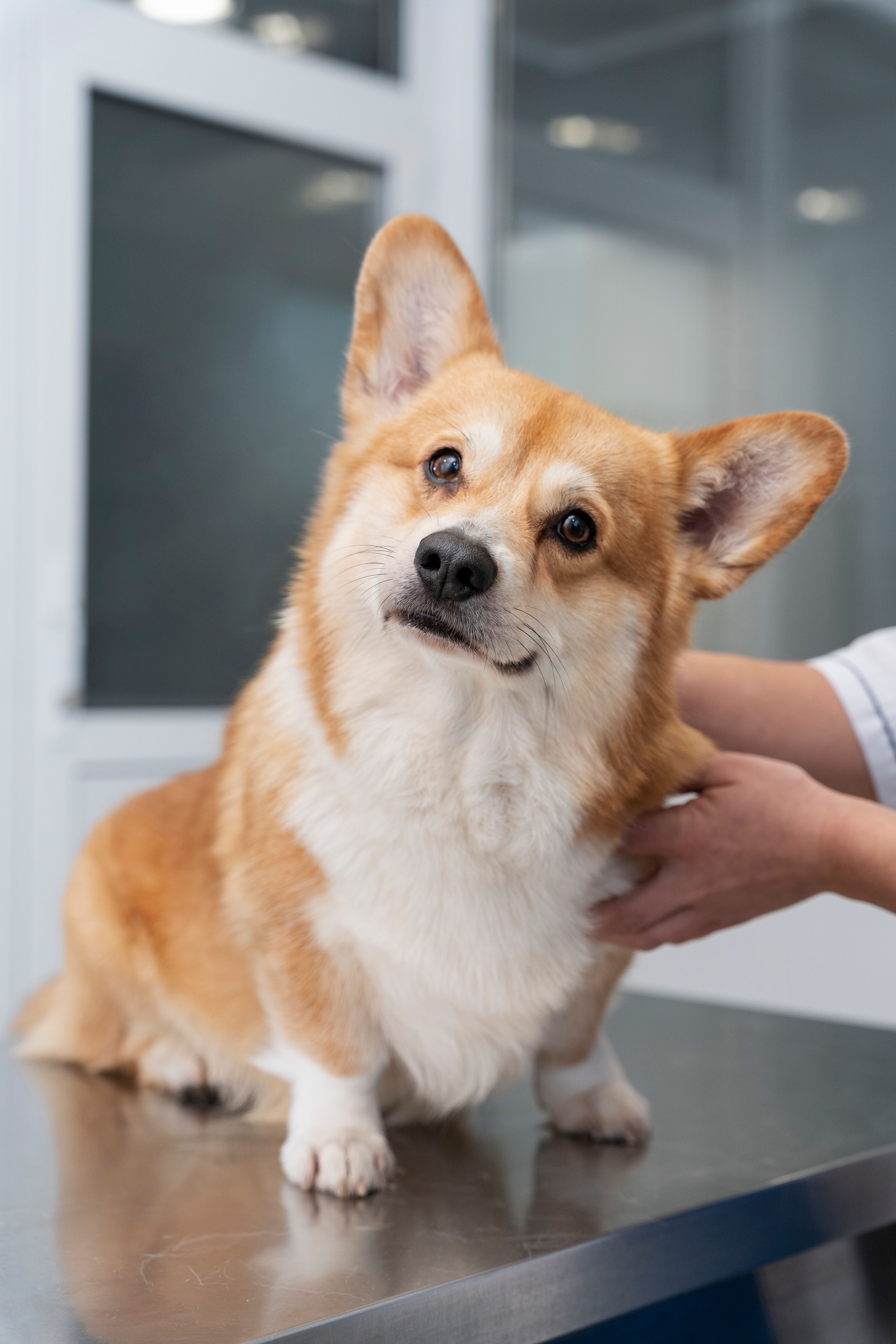 UTI Veterinária