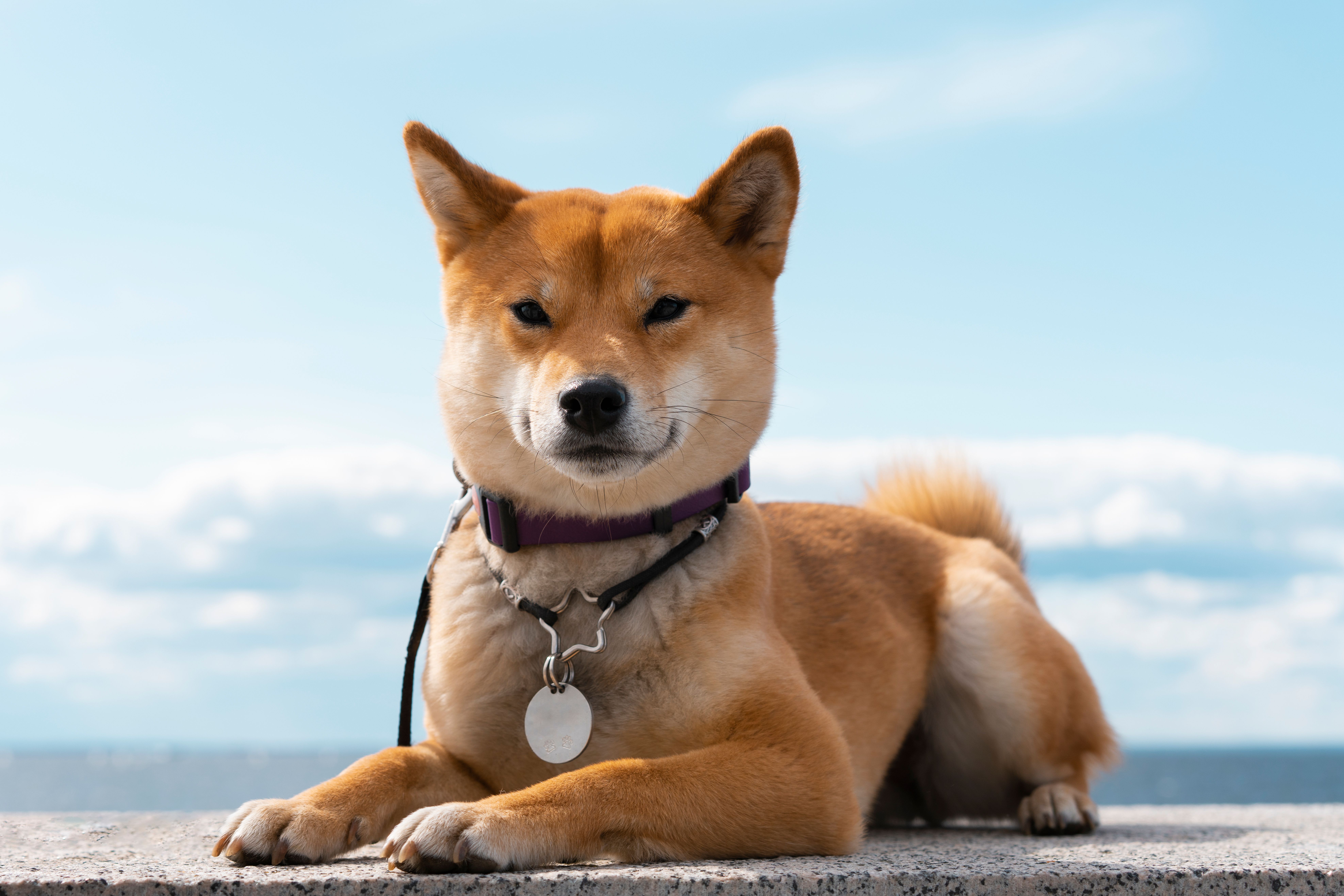 Táxi Pet